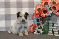 Zona #1, a male Australian Cattle Dog for sale in Canton, TX – 4 of 5