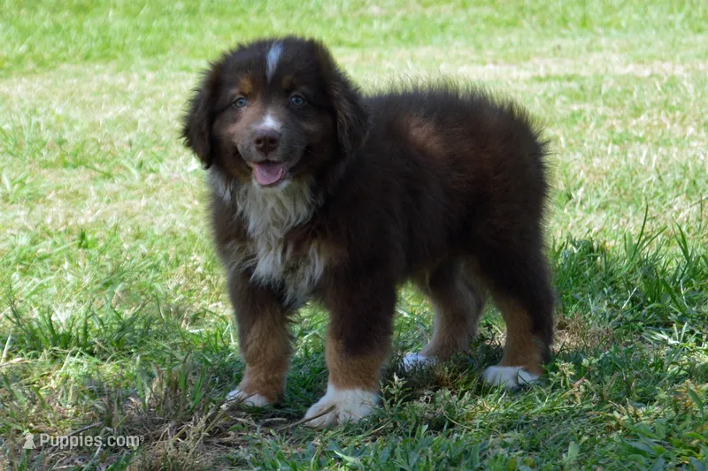 Kora #4 – Australian Shepherd puppy for sale in Canton, TX