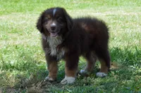 Kora #4, a male Australian Shepherd for sale in Canton, TX – 2 of 7