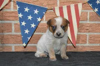 Teeter #5, a male Australian Cattle Dog for sale in Canton, TX – 5 of 7