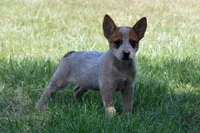 Teeter #9, a female Australian Cattle Dog for sale in Canton, TX – 3 of 9
