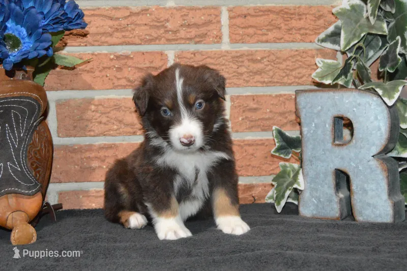 Roja #4 – Australian Shepherd puppy for sale in Canton, TX