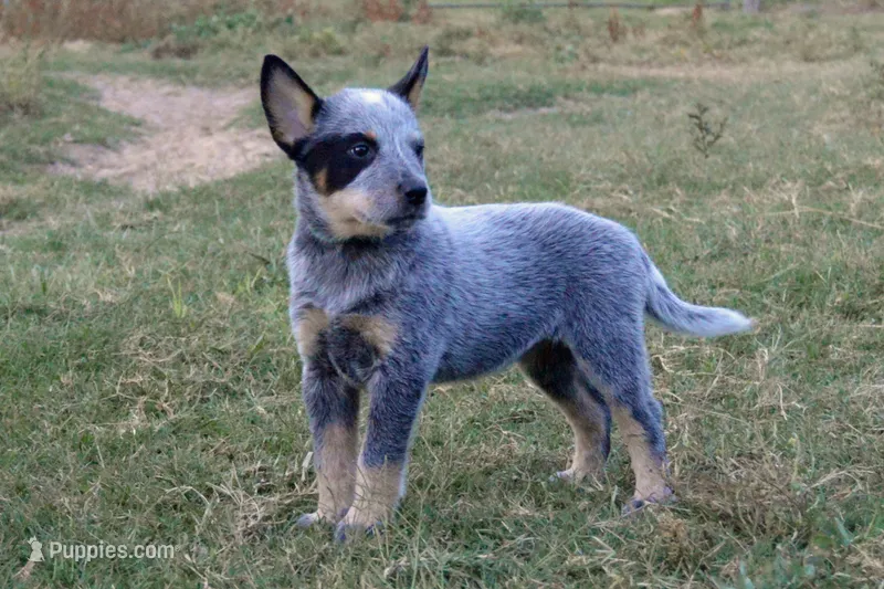 Letty#7 – Australian Cattle Dog puppy for sale in Canton, TX
