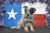 Zona #1, a male Australian Cattle Dog for sale in Canton, TX – 2 of 5