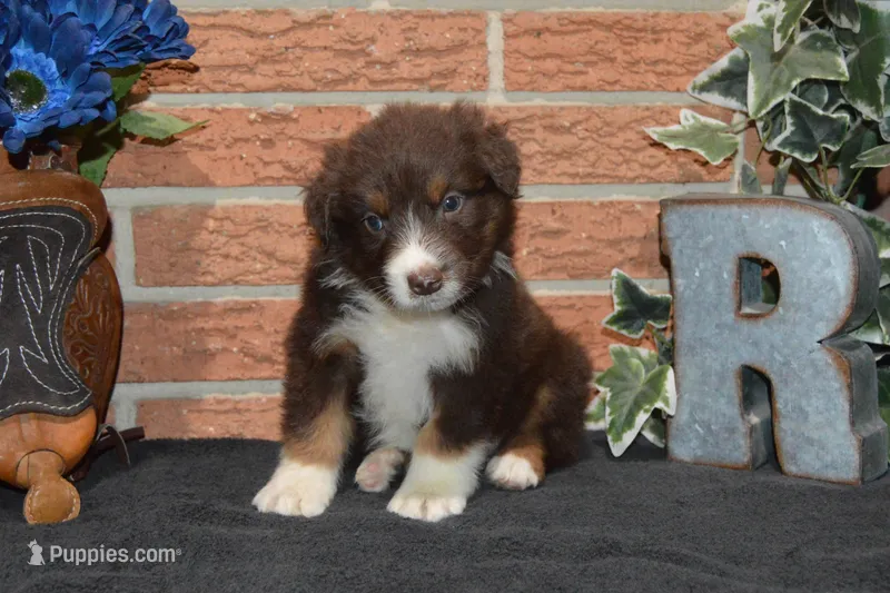 Roja #5 – Australian Shepherd puppy for sale in Canton, TX