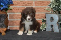 Roja #5, a male Australian Shepherd for sale in Canton, TX – 8 of 10