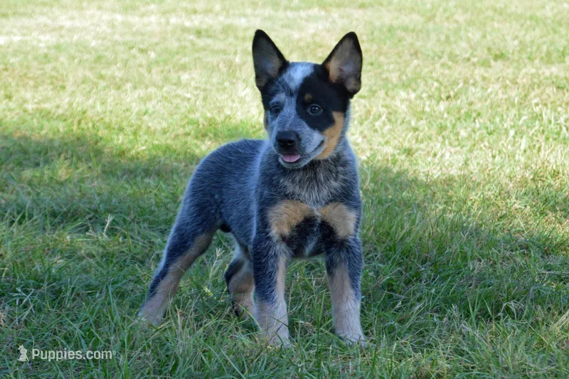 Zona #1 – Australian Cattle Dog puppy for sale in Canton, TX