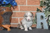 Kelcie #2, a male Australian Shepherd for sale in Canton, TX – 4 of 5