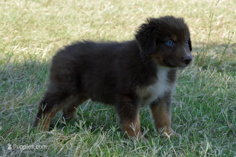 Roja #7 – Australian Shepherd puppy for sale in Canton, TX