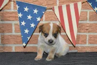 Teeter #2, a male Australian Cattle Dog for sale in Canton, TX – 2 of 4