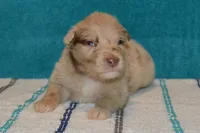 Roja #1, a male Australian Shepherd for sale in Canton, TX – 2 of 2