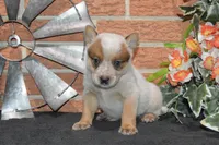 Zona #3, a male Australian Cattle Dog for sale in Canton, TX – 3 of 6