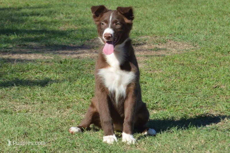 Onyx #6 – Australian Shepherd puppy for sale in Canton, TX