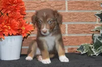 Kelcie #5, a male Australian Shepherd for sale in Canton, TX – 2 of 5