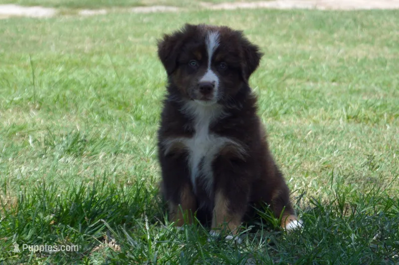 Kora #2 – Australian Shepherd puppy for sale in Canton, TX