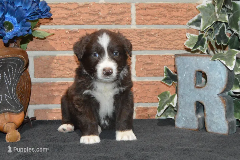 Roja #2 – Australian Shepherd puppy for sale in Canton, TX