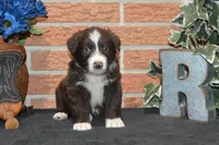 Roja #2, a male Australian Shepherd for sale in Canton, TX – 7 of 9