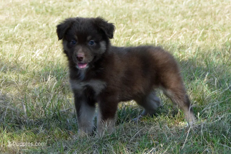 Onyx #9 – Australian Shepherd puppy for sale in Canton, TX