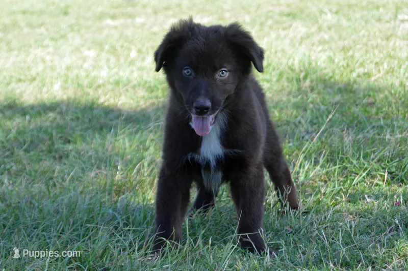 Onyx #7 – Australian Shepherd puppy for sale in Canton, TX