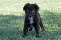 Onyx #7, a female Australian Shepherd for sale in Canton, TX – 2 of 9