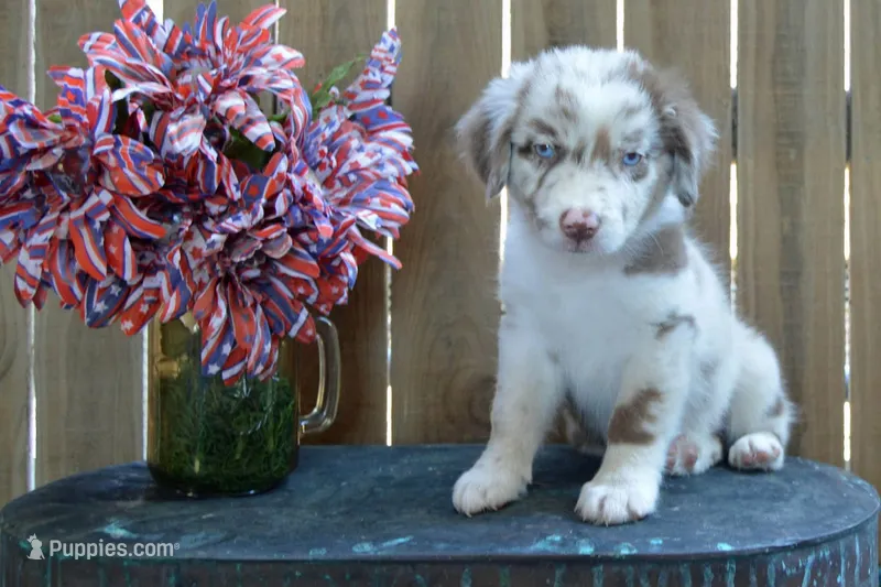 Kelcie #2 – Australian Shepherd puppy for sale in Canton, TX