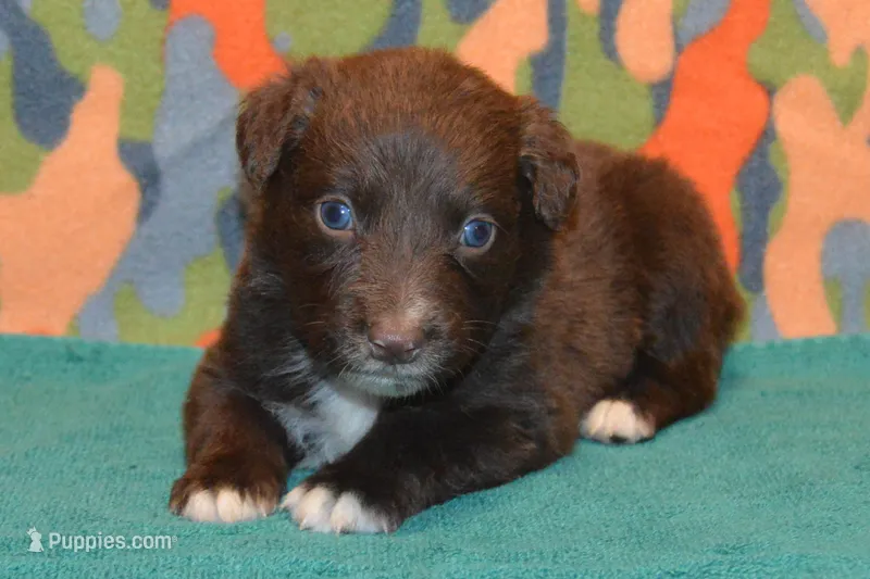 Roja #6 – Australian Shepherd puppy for sale in Canton, TX