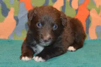 Roja #6, a male Australian Shepherd for sale in Canton, TX – 1 of 2