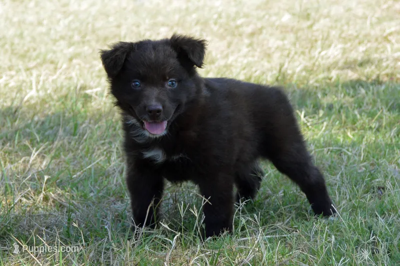 Onyx #8 – Australian Shepherd puppy for sale in Canton, TX