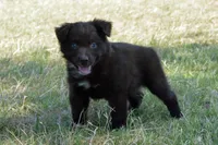 Onyx #8, a female Australian Shepherd for sale in Canton, TX – 5 of 10