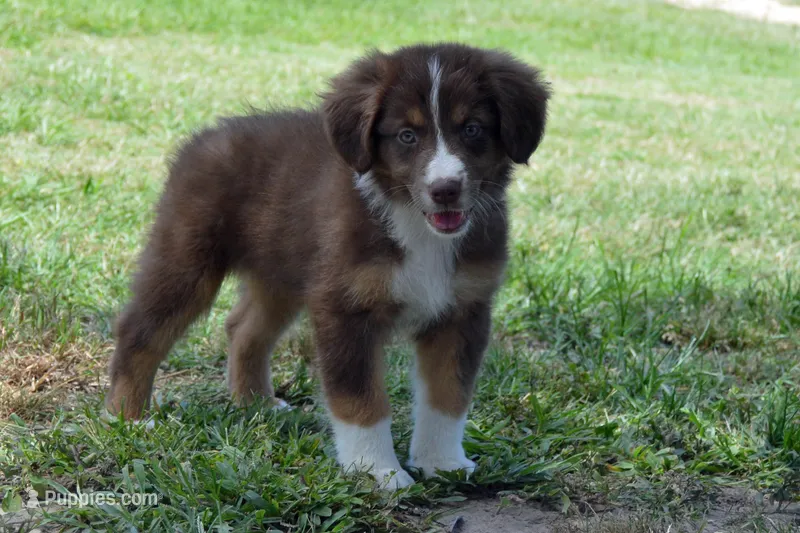 Kora #9 – Australian Shepherd puppy for sale in Canton, TX