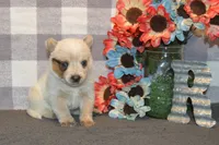 Zona #6, a female Australian Cattle Dog for sale in Canton, TX – 4 of 5