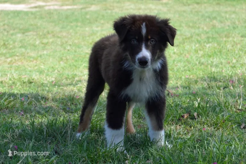 Roja #3 – Australian Shepherd puppy for sale in Canton, TX