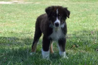 Roja #3, a male Australian Shepherd for sale in Canton, TX – 2 of 10