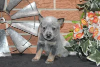 Zona #2, a male Australian Cattle Dog for sale in Canton, TX – 3 of 5