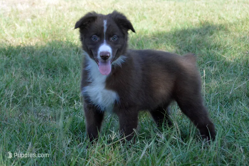 Onyx #6 – Australian Shepherd puppy for sale in Canton, TX