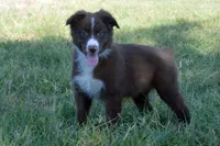 Onyx #6, a female Australian Shepherd for sale in Canton, TX – 3 of 9