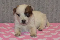 Zona #7, a female Australian Cattle Dog for sale in Canton, TX – 5 of 5