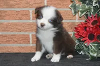 Ellie #2, a male Australian Shepherd for sale in Canton, TX – Photo 2 of 5