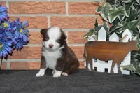Ellie #2, a male Australian Shepherd for sale in Canton, TX – Photo 5 of 5