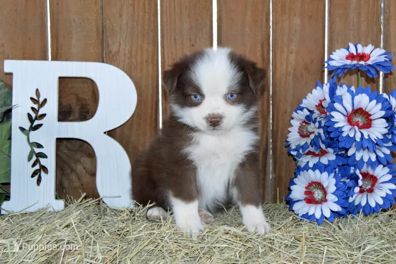 Ellie #2 – Australian Shepherd puppy for sale in Canton, TX