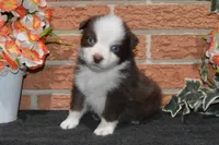 Ellie #2, a male Australian Shepherd for sale in Canton, TX – Photo 3 of 5