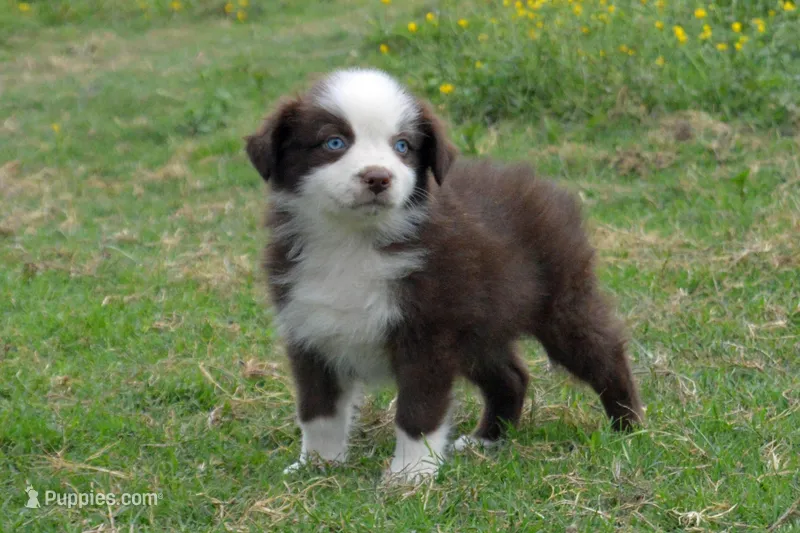 Ellie #2 – Australian Shepherd puppy for sale in Canton, TX