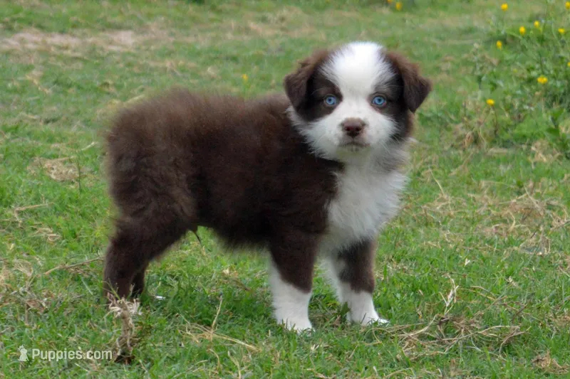 Ellie #2 – Australian Shepherd puppy for sale in Canton, TX