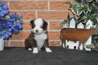 Ellie #2, a male Australian Shepherd for sale in Canton, TX – Photo 4 of 5