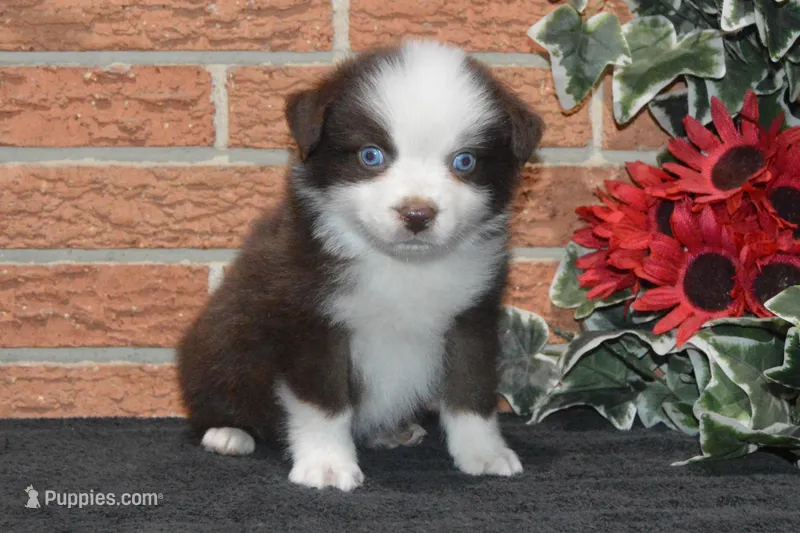 Ellie #2 – Australian Shepherd puppy for sale in Canton, TX
