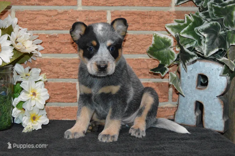 Letty #5 – Australian Cattle Dog puppy for sale in Canton, TX