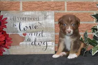 Kelcie #5, a male Australian Shepherd for sale in Canton, TX – 3 of 5