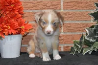 Kelcie #1, a male Australian Shepherd for sale in Canton, TX – 2 of 5