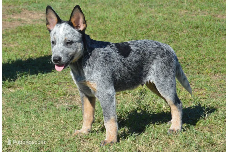 Zona #4 – Australian Cattle Dog puppy for sale in Canton, TX