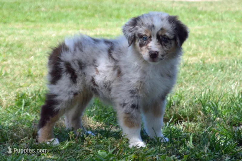Kora #7 – Australian Shepherd puppy for sale in Canton, TX